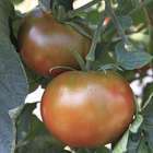 Plant de tomate 'Kakao' F1 bio : pot de 0,5 litre